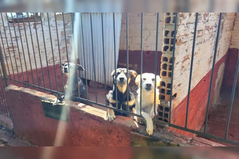 Protetores independentes cuidam de mil animais em Apucarana; assista