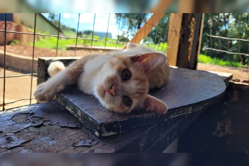 Protetores independentes cuidam de mil animais em Apucarana; assista