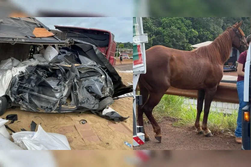  onforme a Polícia Rodoviária federal, o animal estava na rodovia, na altura do quilômetro 501 