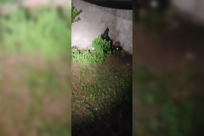  A maconha estava plantada no quintal de uma casa no Jardim Ponta Grossa. 