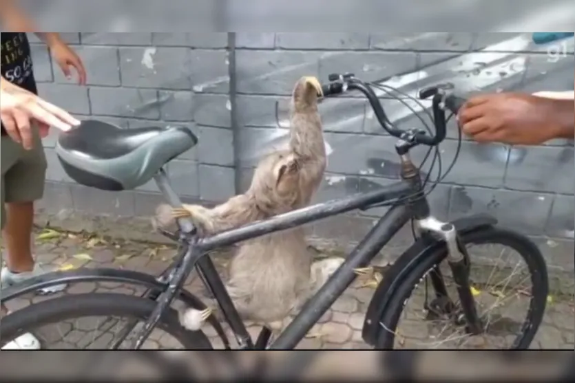 Bicho preguiça 'ciclista' tenta dar tapas em pessoas durante resgate