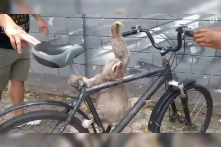 Bicho preguiça 'ciclista' tenta dar tapas em pessoas durante resgate
