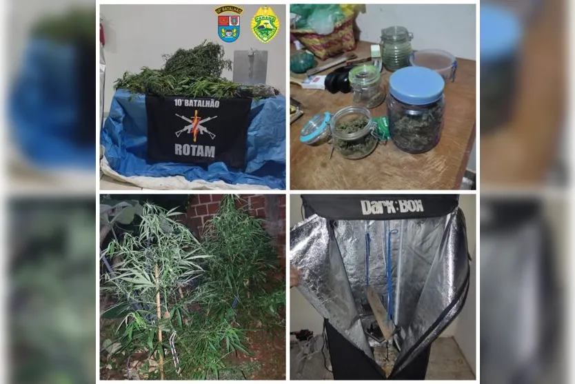 Dupla é presa por cultivar maconha no quintal, em Apucarana