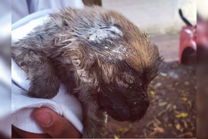 Maus-tratos: cachorra e filhotes são resgatados em Arapongas; veja