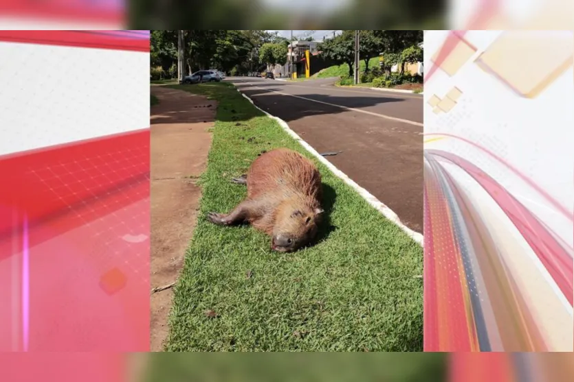 Motorista atropela capivara na região do Jaboti e aciona PM