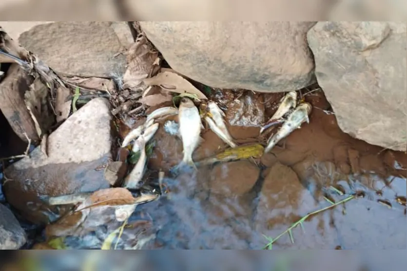  O Instituto Água e Terra está investigando o motivo de peixes estarem morrendo no Rio Formosinho 