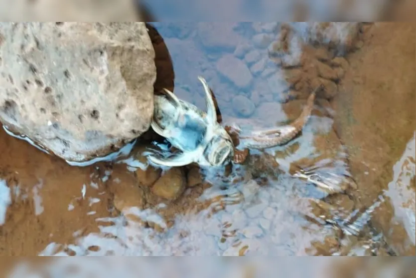  O Instituto Água e Terra está investigando o motivo de peixes estarem morrendo no Rio Formosinho 