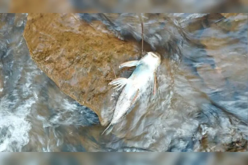  O Instituto Água e Terra está investigando o motivo de peixes estarem morrendo no Rio Formosinho 