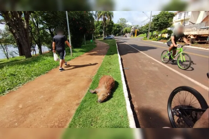  O motorista contou que parou o veículo no local, e fez contato com as autoridades 