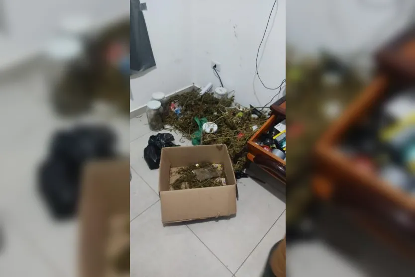 Plantação de maconha é encontrada em quintal de casa em Apucarana