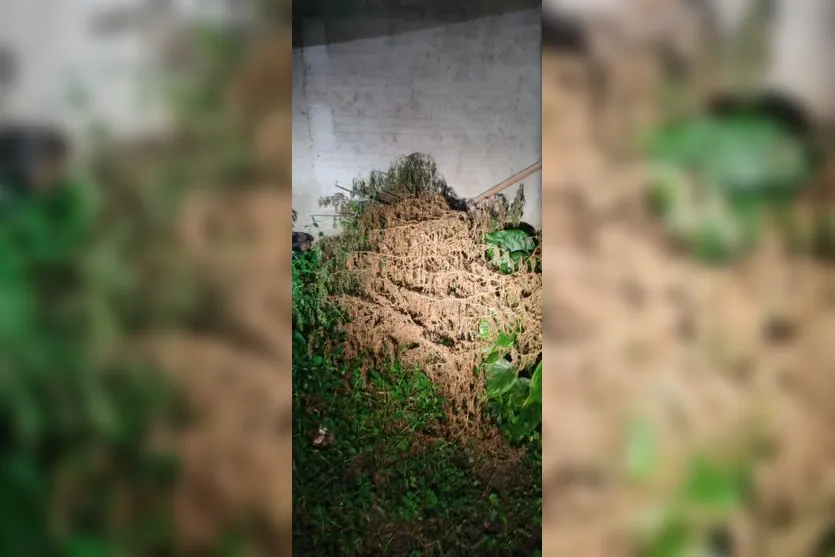 Plantação de maconha é encontrada em quintal de casa em Apucarana