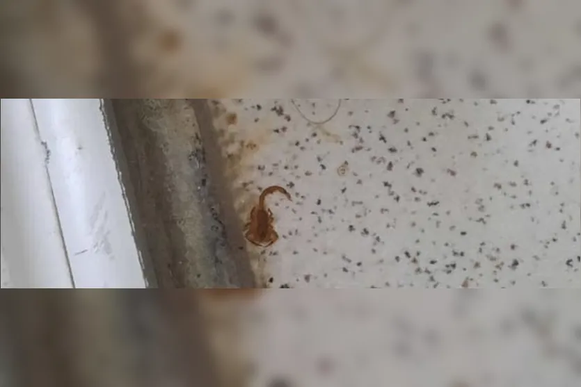  Um funcionário já foi picado por um escorpião no interior da instituição 