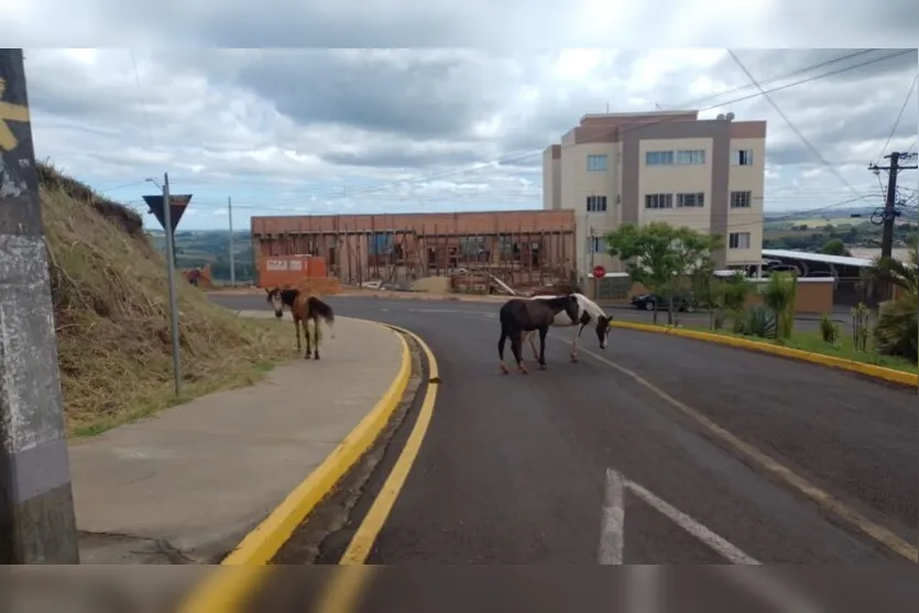 Alerta: cavalos soltos são vistos em rua de Apucarana