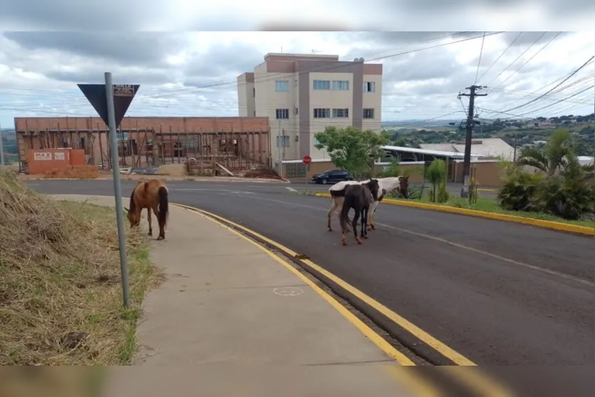 Alerta: cavalos soltos são vistos em rua de Apucarana