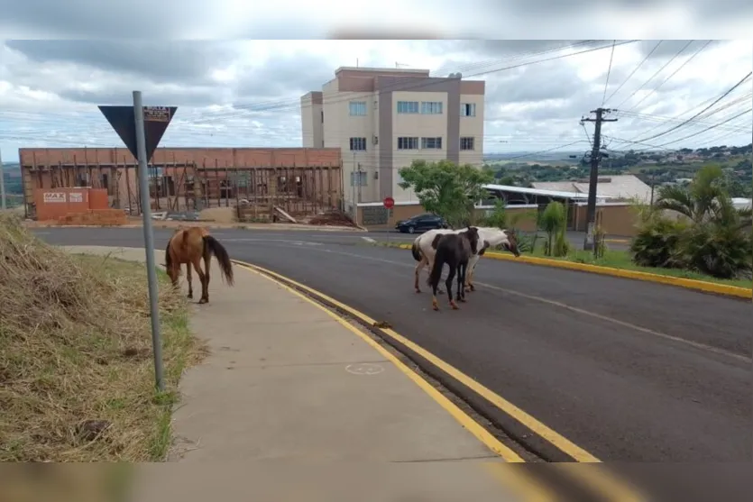 Alerta: cavalos soltos são vistos em rua de Apucarana