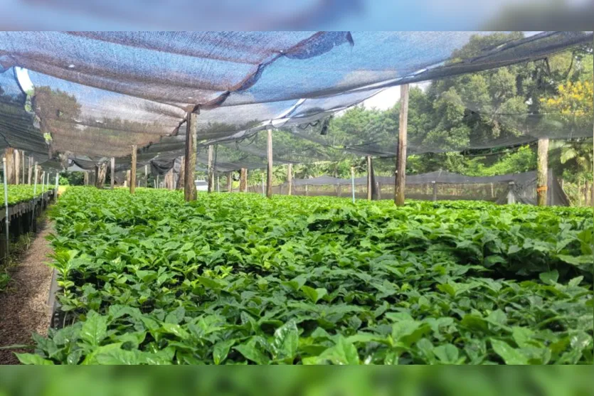  Apucarana retomou a cafeicultura  em 2013, com a criação do Programa Terra Forte 