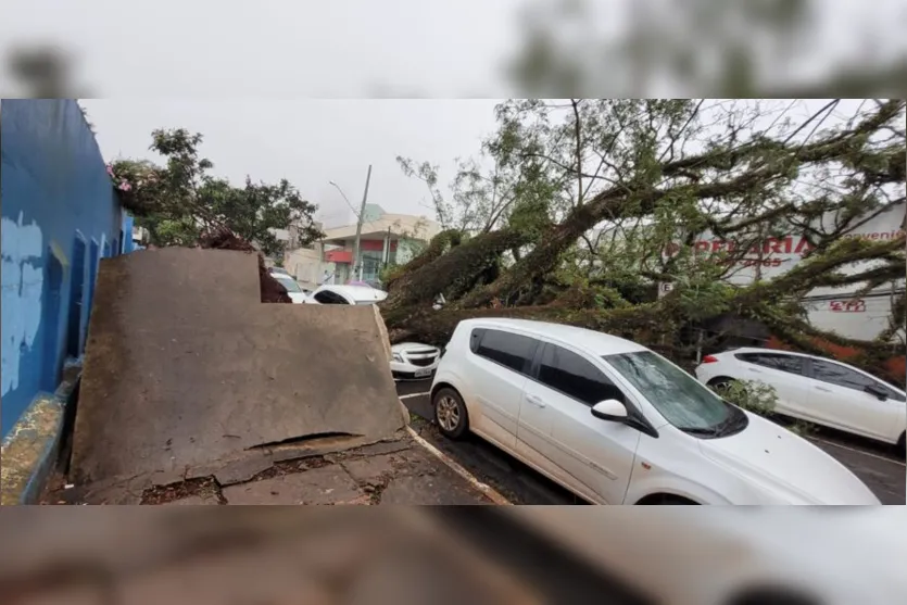 Árvore de grande porte cai durante temporal em Apucarana; veja