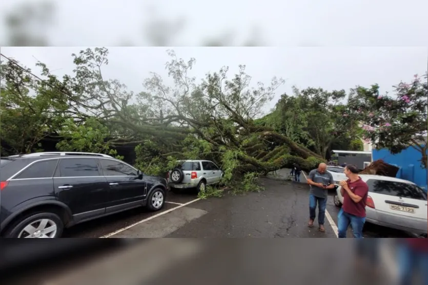 Árvore de grande porte cai durante temporal em Apucarana; veja