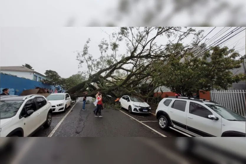 Árvore de grande porte cai durante temporal em Apucarana; veja