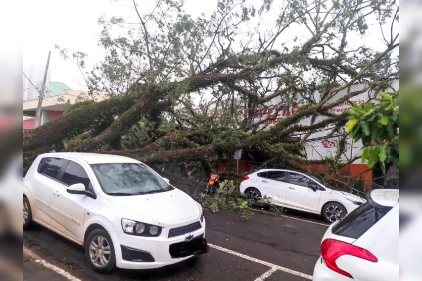 Árvore de grande porte cai durante temporal em Apucarana; veja