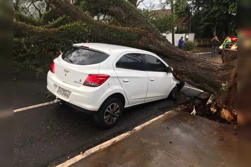 Árvore de grande porte cai durante temporal em Apucarana; veja