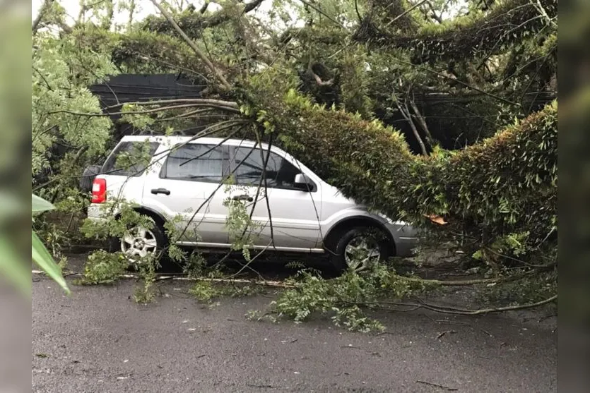 Árvore de grande porte cai durante temporal em Apucarana; veja