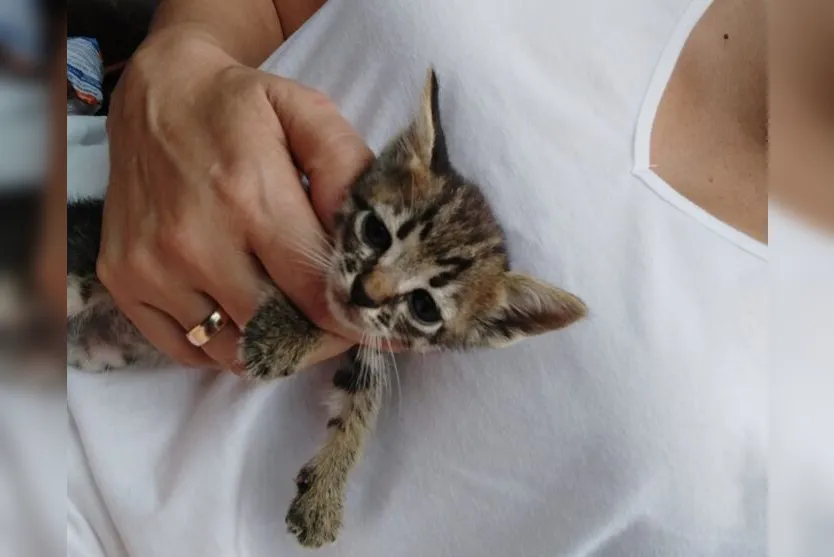 Gatos filhotes são encontrados em caixa de papelão em Apucarana; veja