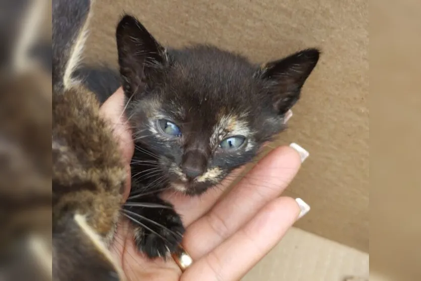 Gatos filhotes são encontrados em caixa de papelão em Apucarana; veja