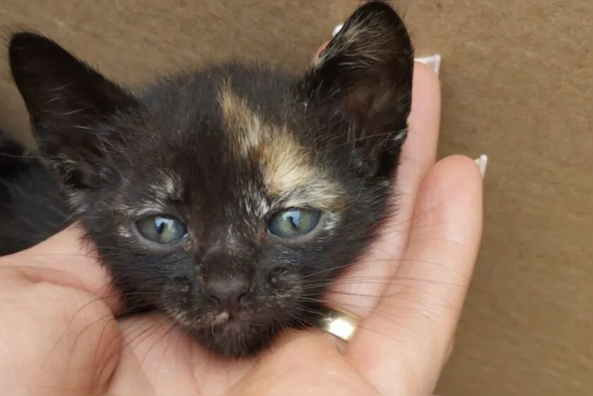 Gatos filhotes são encontrados em caixa de papelão em Apucarana; veja