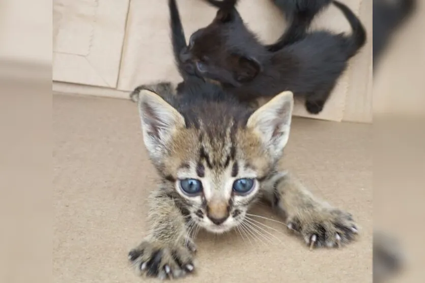 Gatos filhotes são encontrados em caixa de papelão em Apucarana; veja