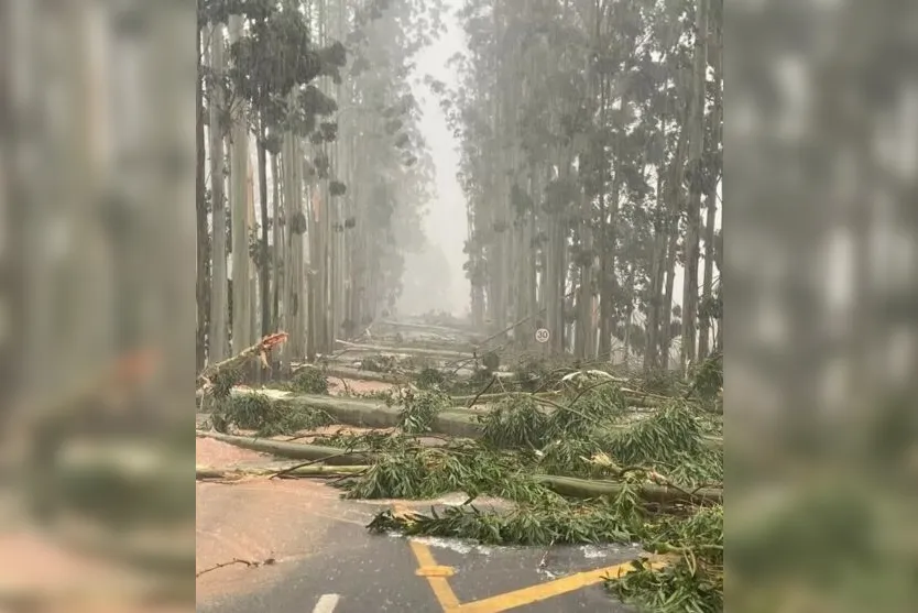  Inúmeros árvores caíram devido aos fortes ventos 