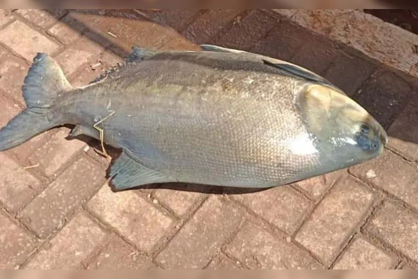  O peixe, que deu trabalho para sair da água, pesou 27,5 quilos 