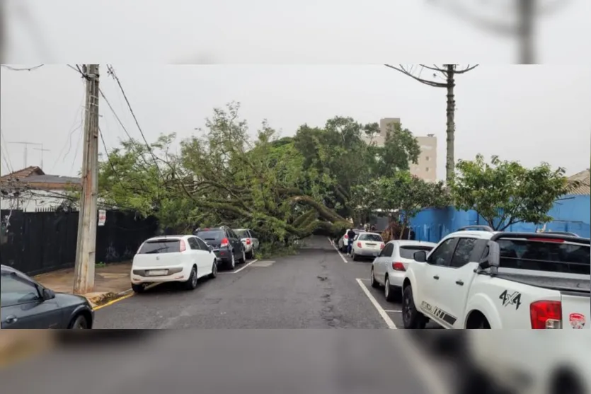  Por conta da ventania, uma árvore de grande porte caiu na lateral do Colégio Estadual Alberto Santos Dumont, nas proximidades da Prefeitura de Apucarana 
