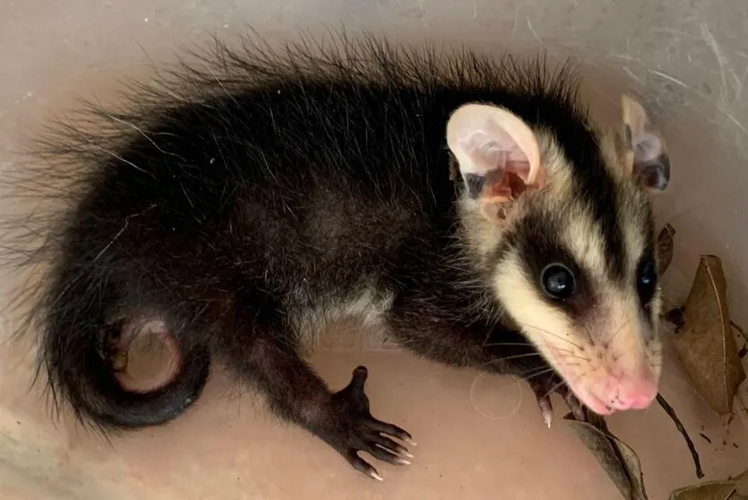 Saiba o que fazer ao se deparar com animais silvestres em casa