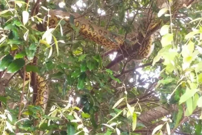  A cobra estava em cima de uma árvore 