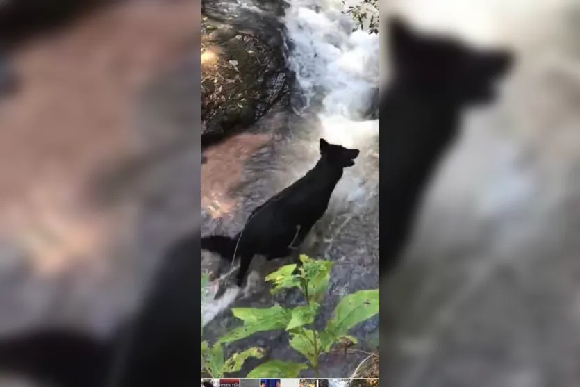 Família de Apucarana faz apelo para localizar cachorra desaparecida