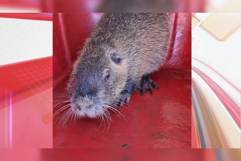  O ratão do banhado é um animal silvestre característico de locais alagados 