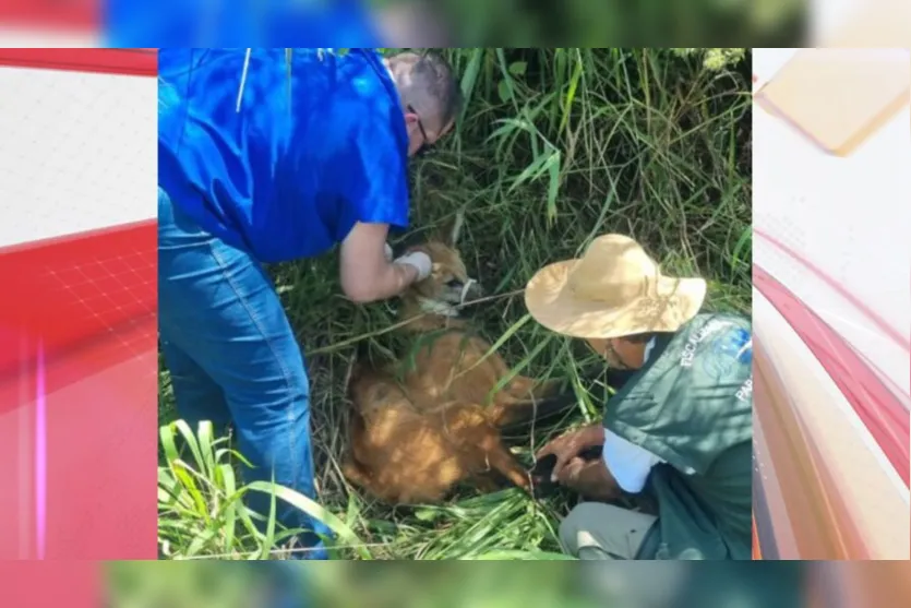 Vídeo: Lobo-guará é resgatado com fratura no fêmur na BR-376