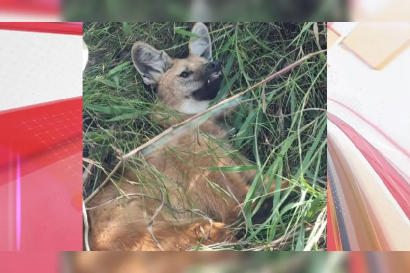 Vídeo: Lobo-guará é resgatado com fratura no fêmur na BR-376