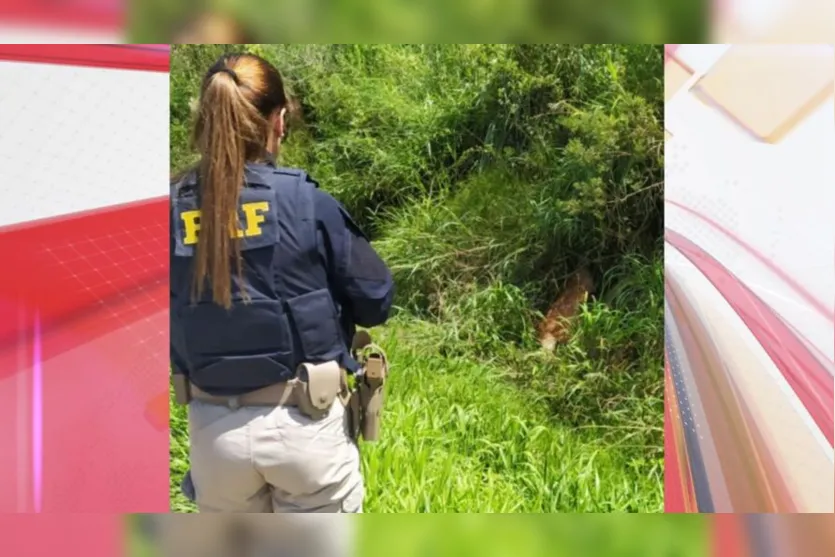 Vídeo: Lobo-guará é resgatado com fratura no fêmur na BR-376