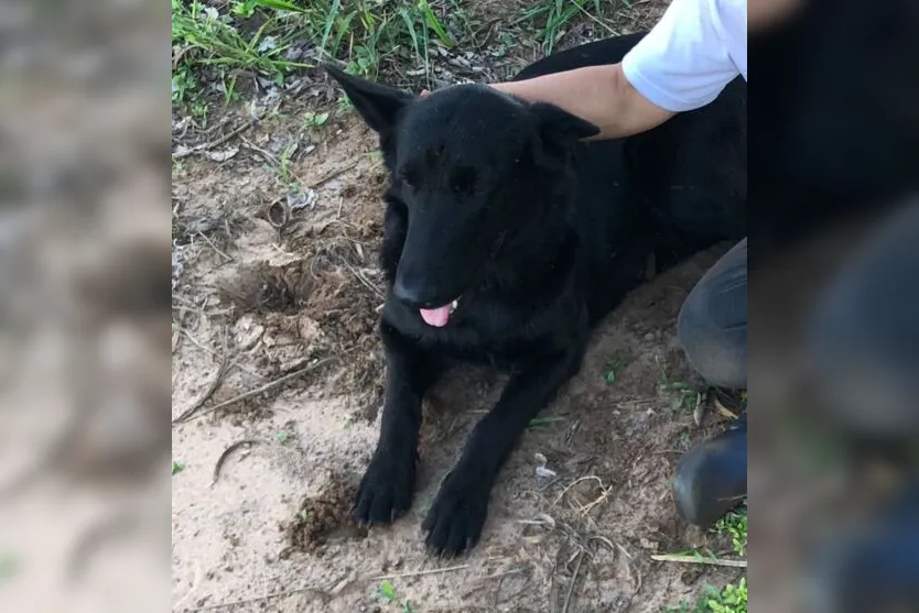  Zira desapareceu no último domingo em Apucarana 