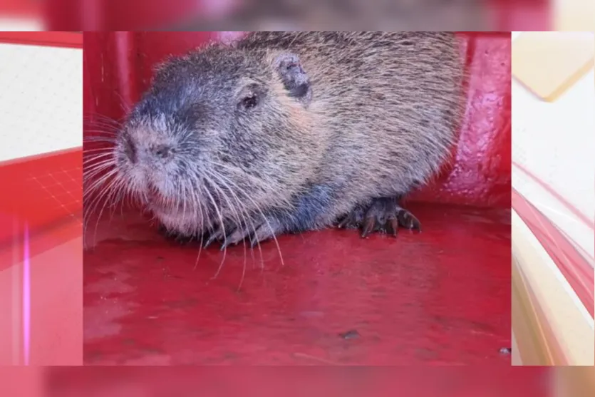  o animal é raramente encontrado nas áreas urbanas 