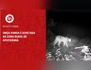 Onça-parda é avistada na Zona Rural de Apucarana