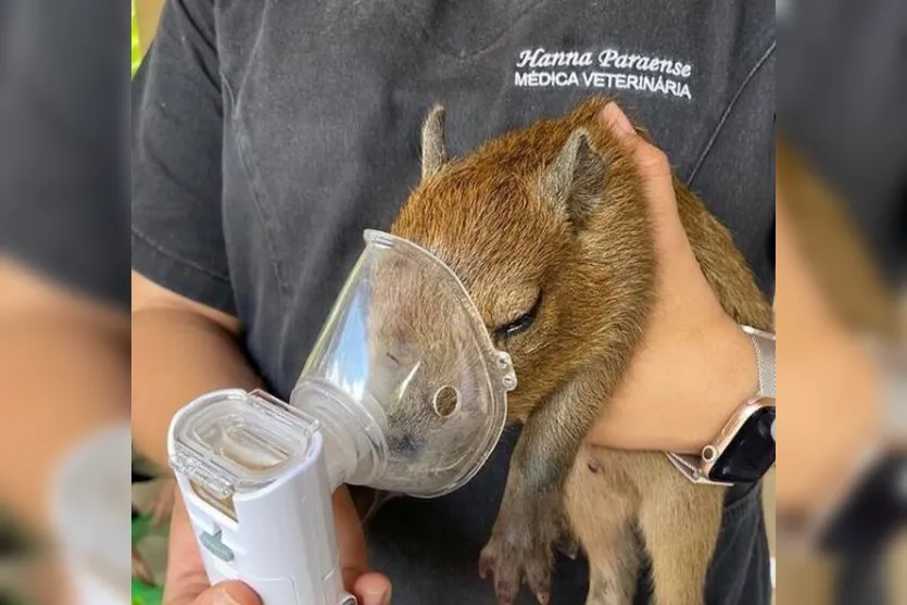  A capivarinha está sendo cuidada no Centro Amazônico de Herpetologia do Pará 