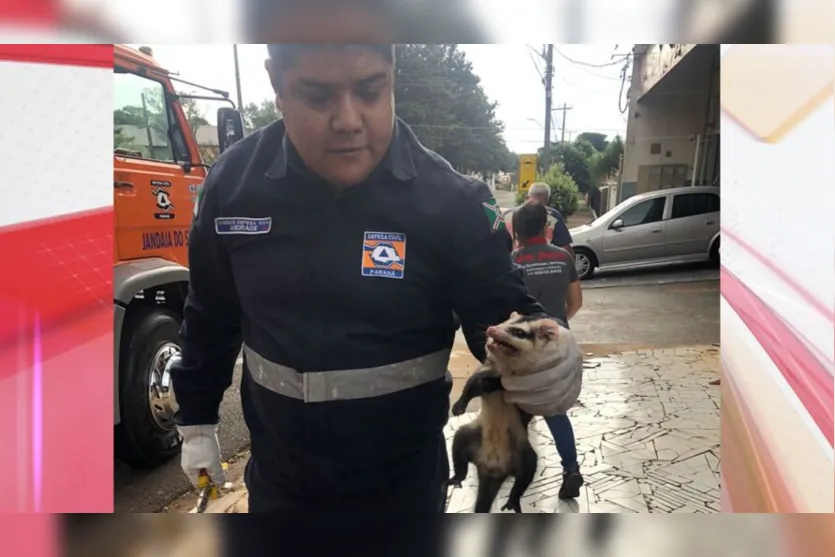  Com cuidado e experiência, os agentes realizaram o resgate 