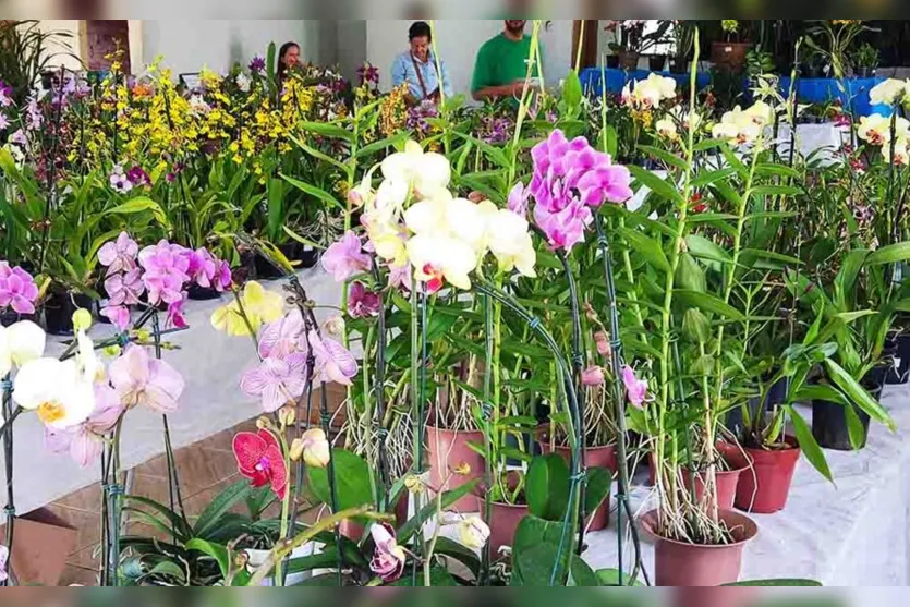 Festa das Flores de Jardim Alegre 