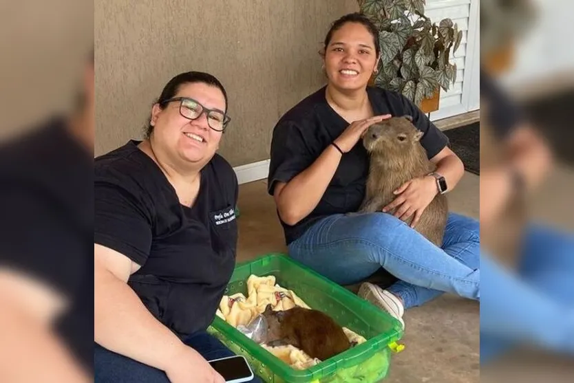  Médicas veterinárias, capivara resgatada e outra capivara que passa por reabilitação 