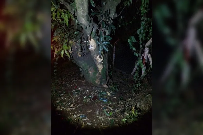 Motorista de 38 anos morre após bater contra árvore em Apucarana