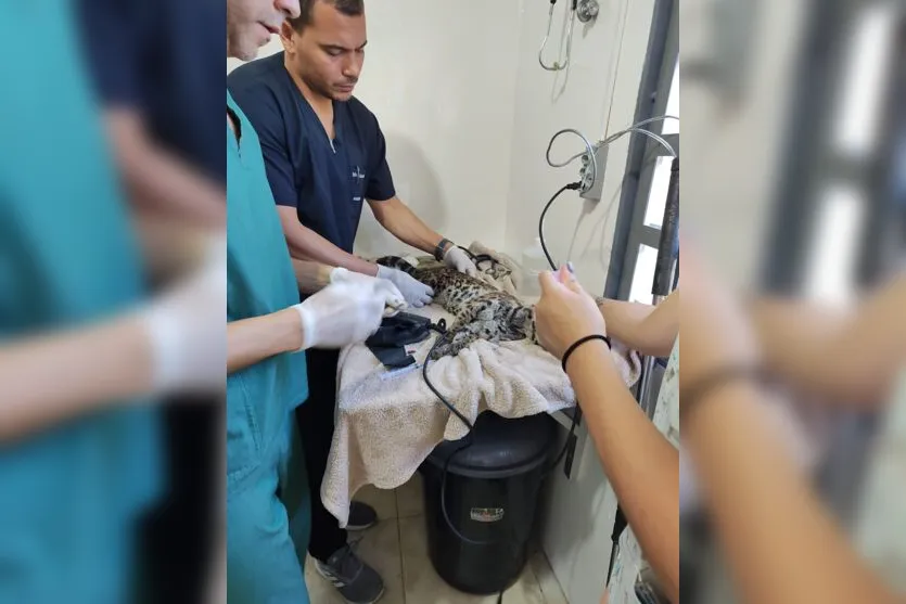  O animal foi levado para uma clínica veterinária 