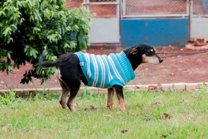 Animais de Apucarana ganham proteção especial contra o frio; veja